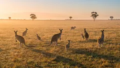 なぜオーストラリアの95%は無人地帯なのか:海岸と内陸の対比