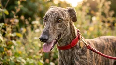 おとなしい愛犬家へ:吠え声が最も少ない7つの犬種