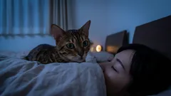 なぜ猫は夜、あなたが寝ている時にじっと見つめてくるのか? 5つの理由