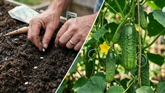 キュウリの種は発芽が早く、丈夫に育ちます：植え付け前に何に浸すべきか