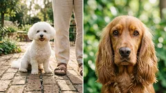 愛情深い犬種8選：いつもそばにいて、いつでも抱きしめてくれる